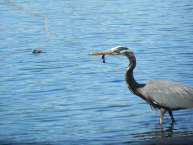 BD0A11E3-607E-48D6-8398-E538B255CE80 5