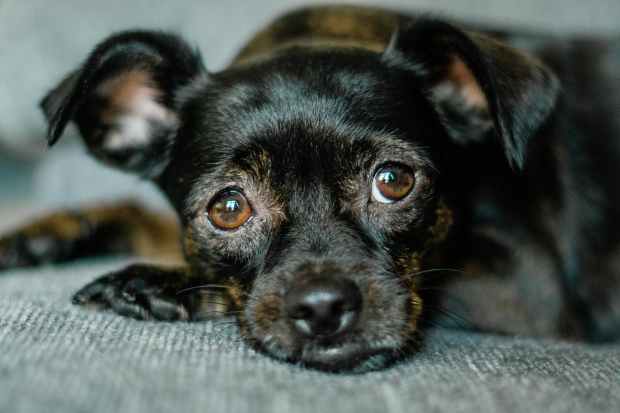 black short coated puppy lying on gray textile