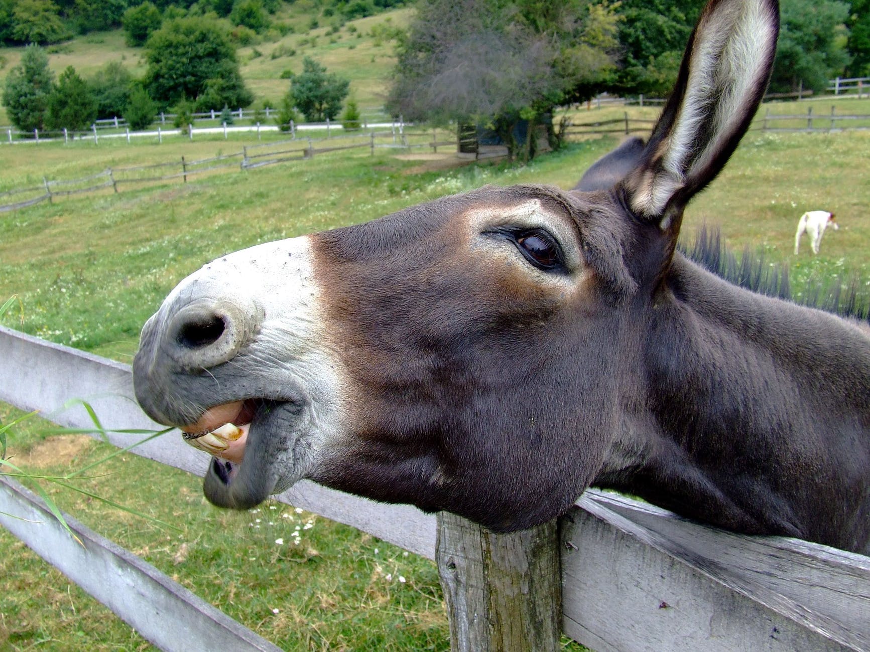 black and white donkey head on a grey wooden fence nearby green grass field