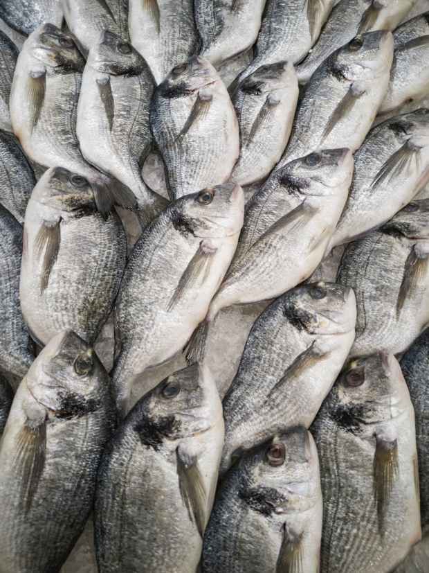 pile of fish