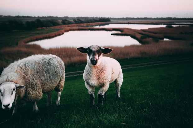 two white sheep on grass field
