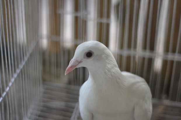 portrait of white pigeon